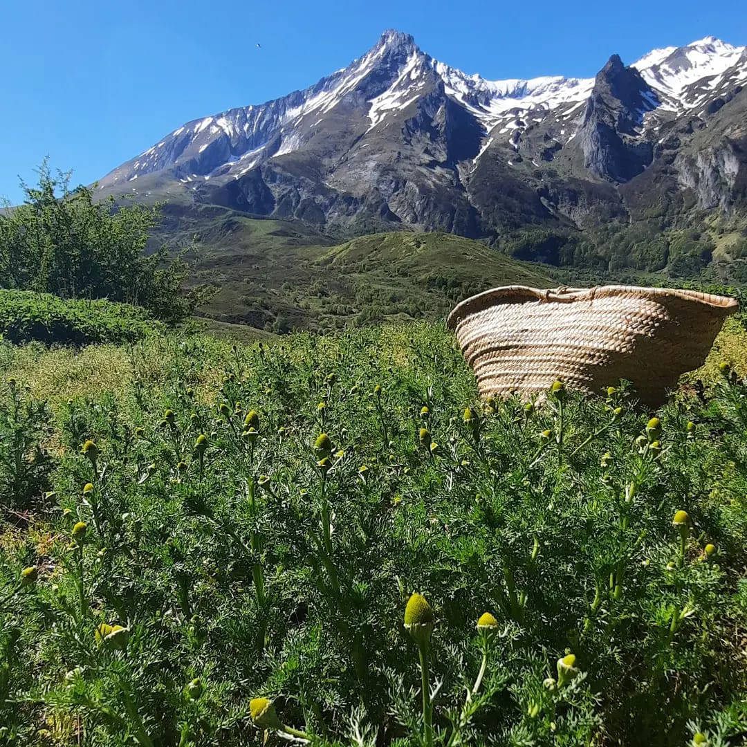 Conférence sur les plantes médicinales