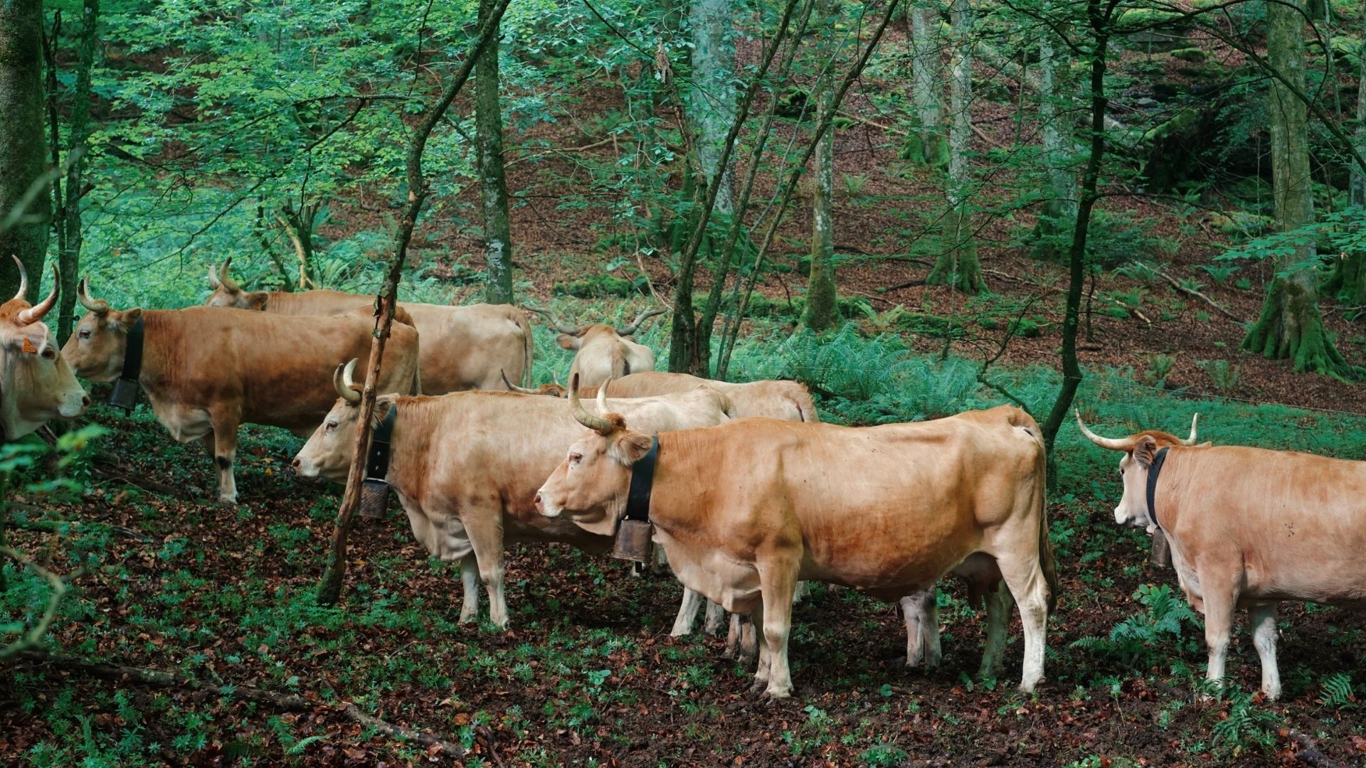 Festival du Pastoralisme