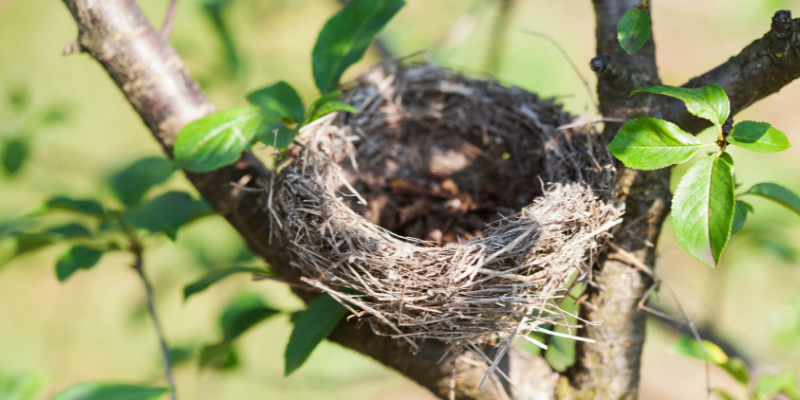 Nids : observer et construire comme les oiseaux
